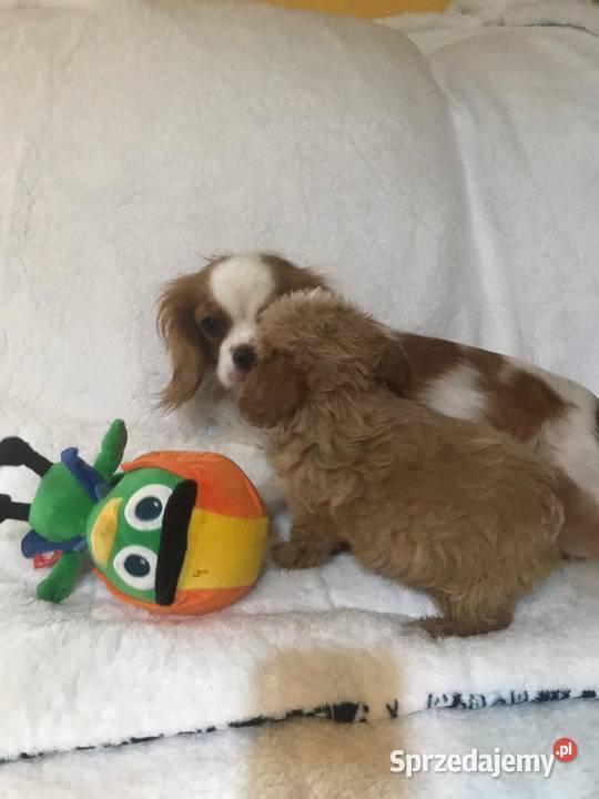 Cavapoo szczeniaki malutkie Wrocław