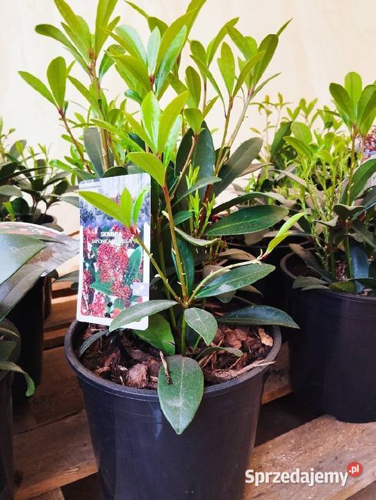 Skimia japonica duża okrągła donica 2l warmińsko-mazurskie Giżycko