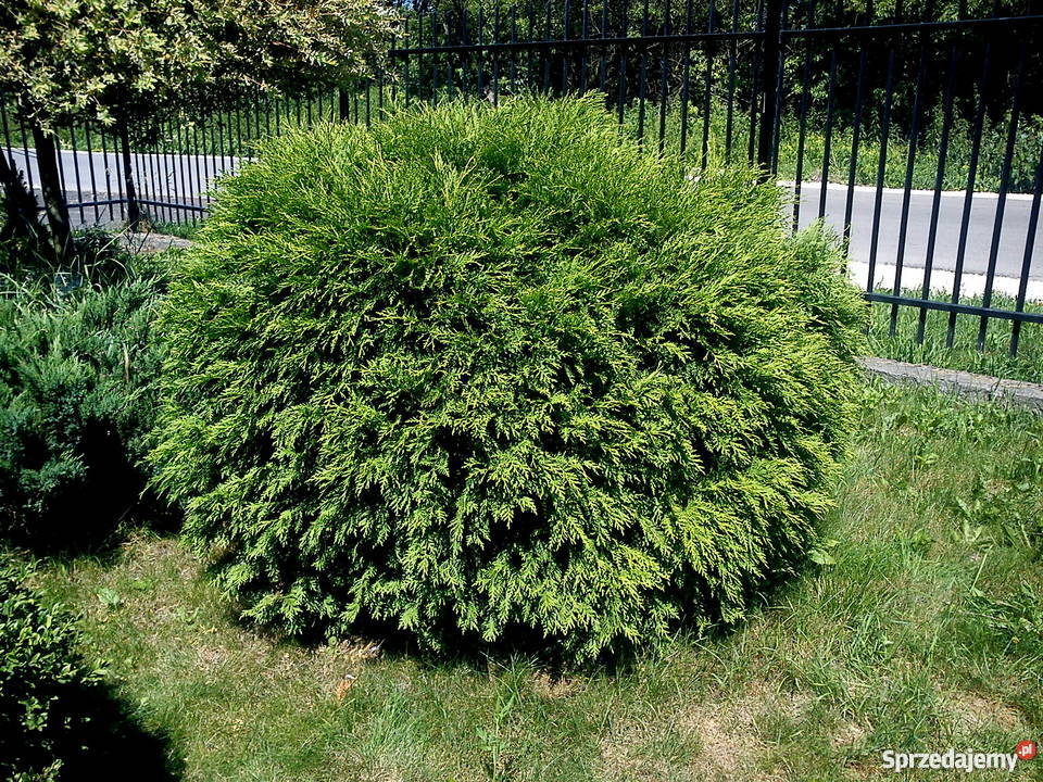 Tuje kuliste Globosa Danica Hoseri Miriam Golden Proszowice