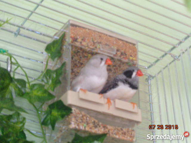 Zeberka Amadyny zebrowate Zeberki Grajewo