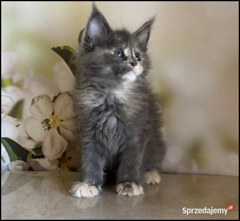 Koteczka Maine Coon Nisan Kraków