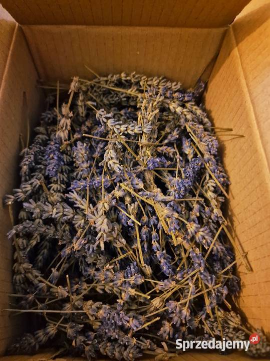 Suszona Lawenda Kraków