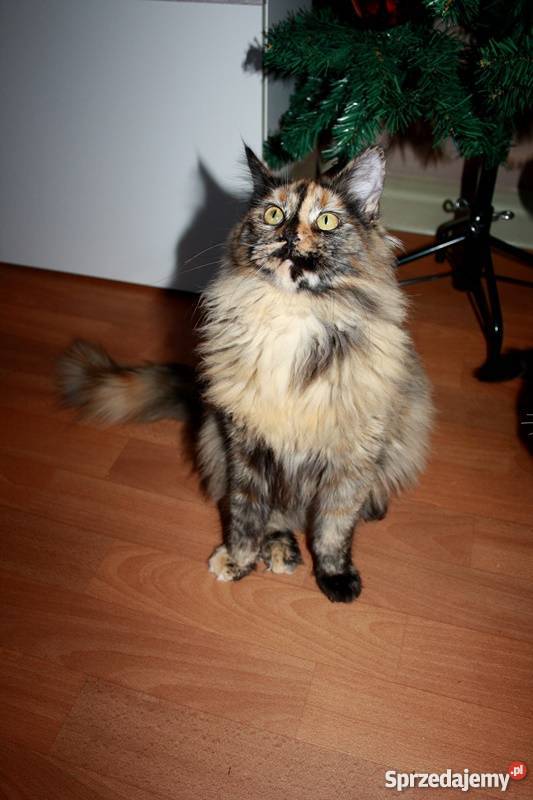 Śliczna Szylkretowa koteczka Maine Coon Wrocław
