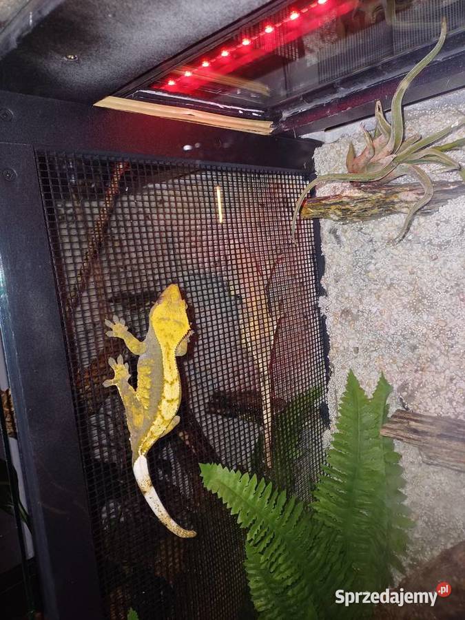 Sprzedam terrarium z 2 mieszkańcami gekony Ostrzeszów