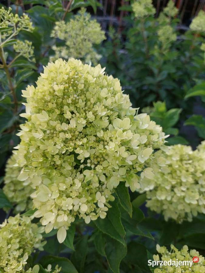 Hortensje Bukietowe na pniu hurt sprzedam Tarnobrzeg sprzedam