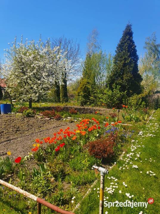 Działka ROD Oleśnica Pozostałe dolnośląskie