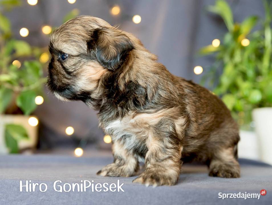 Shih Tzu Bicolor Dłutów