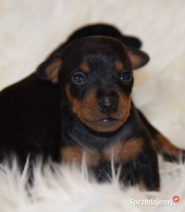 Pinczer Miniaturowy ZKWP fci Łochów sprzedam