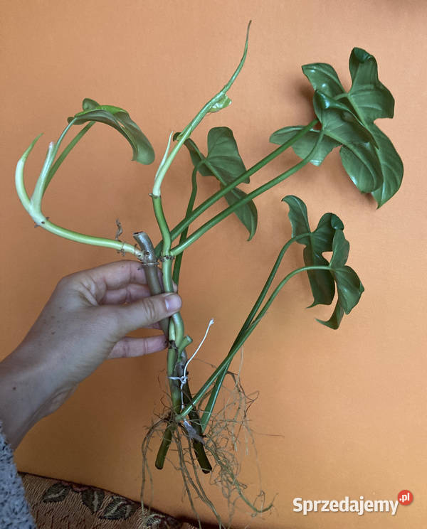 Zestaw sadzonek Philodendron filodendron Zielone