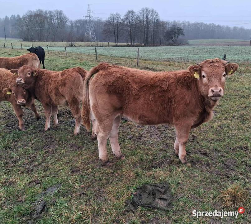 Sprzedam odsadki Lm podlaskie Osińska Buda