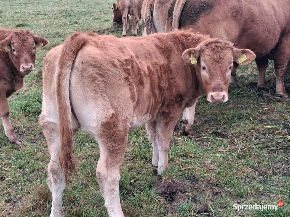Sprzedam odsadki Lm Osińska Buda