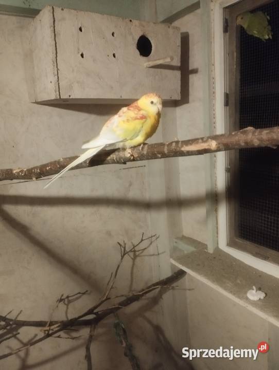 Para świergotek 2024 z woliery zewnętrznej 80