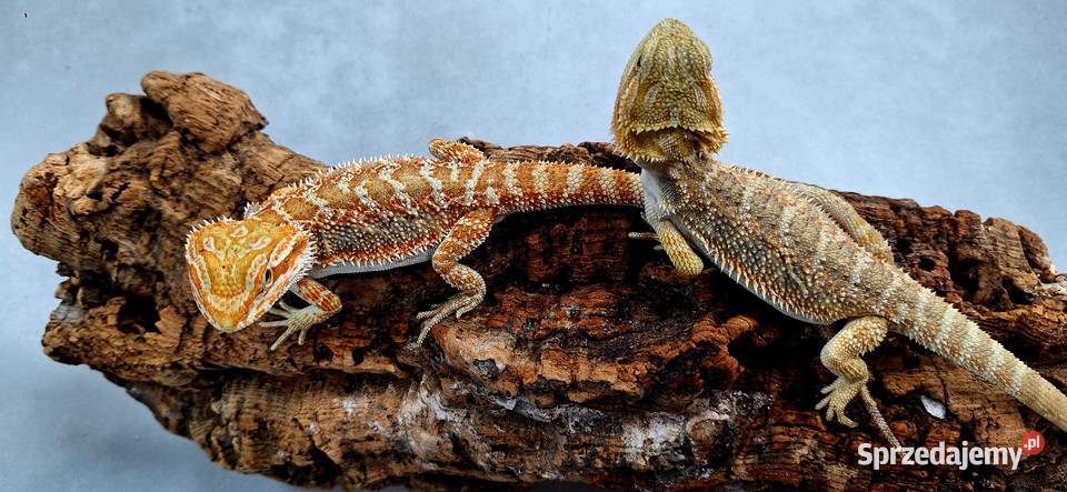 Agama brodata samiczka Wołomin