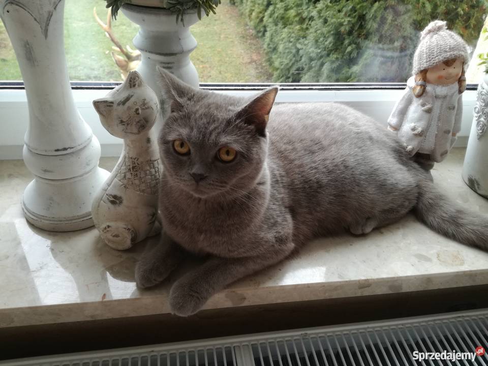 Sprzedam koty brytyjskie Inowrocław