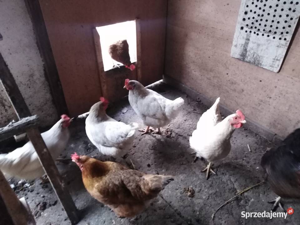 Sprzedam kury nioski Ptaki śląskie Pszczyna