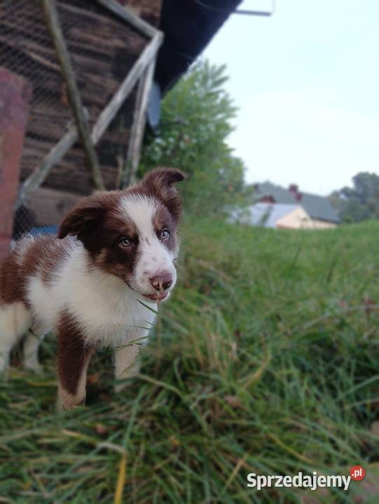 Sprzedam szczenięta border collie Pozostałe Rzeszów