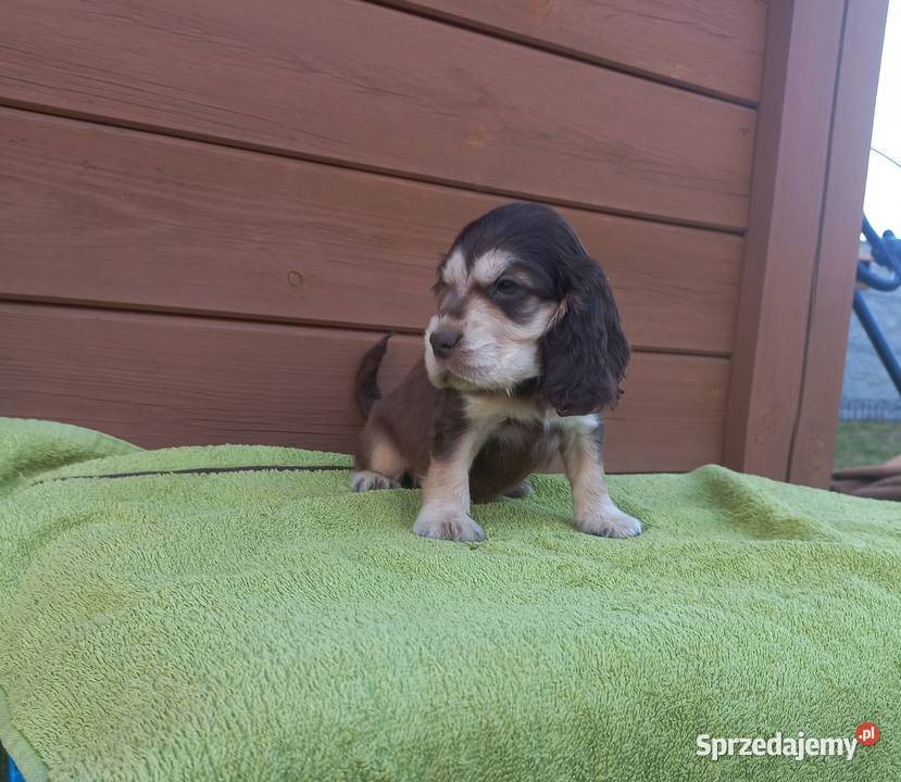 Cocker Spaniel Angielski Piesek Cocker Spaniel Jutrosin