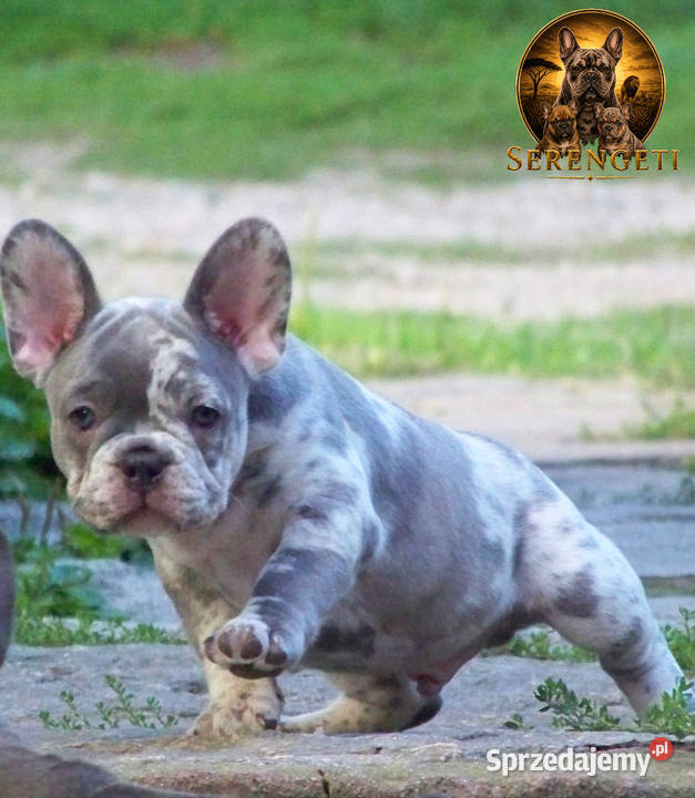 Buldog Francuski mocny samiec x2 Paczków