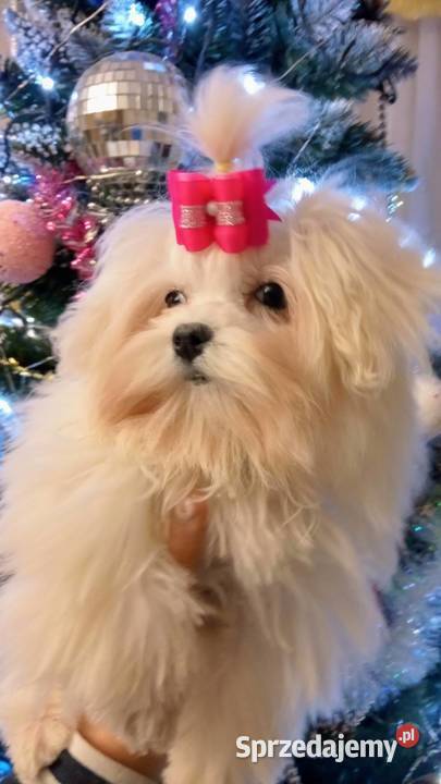 sunia maltańczykśliczna suczka maltańczyk mini 2 Rzeszów