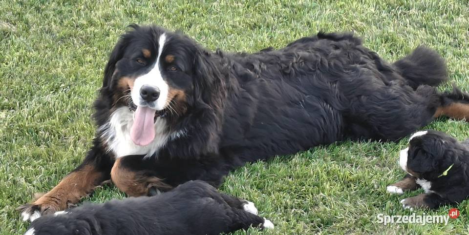 Berneński Pies Pasterski z rodowodem łódzkie Wieluń