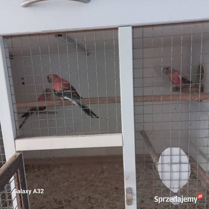 Lilianki różowe 2025 Garwolin