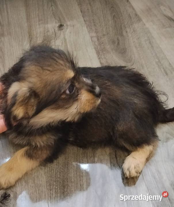 Suczki matki shih tzu