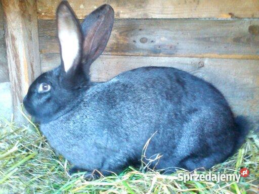 królika rasy Belgijski Olbrzym