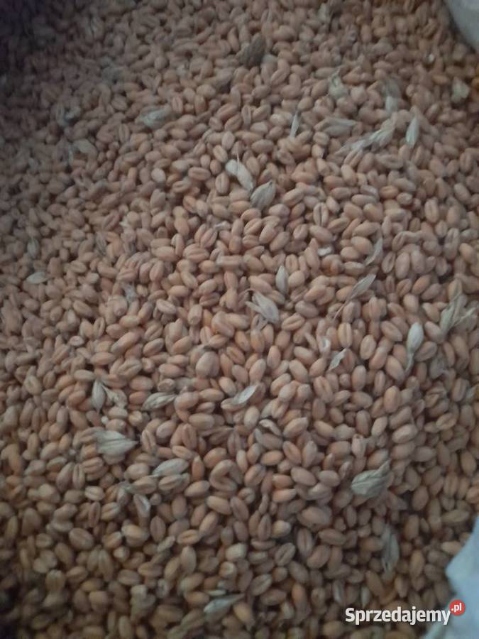 Pszenica zanętapokarm Kowala sprzedam