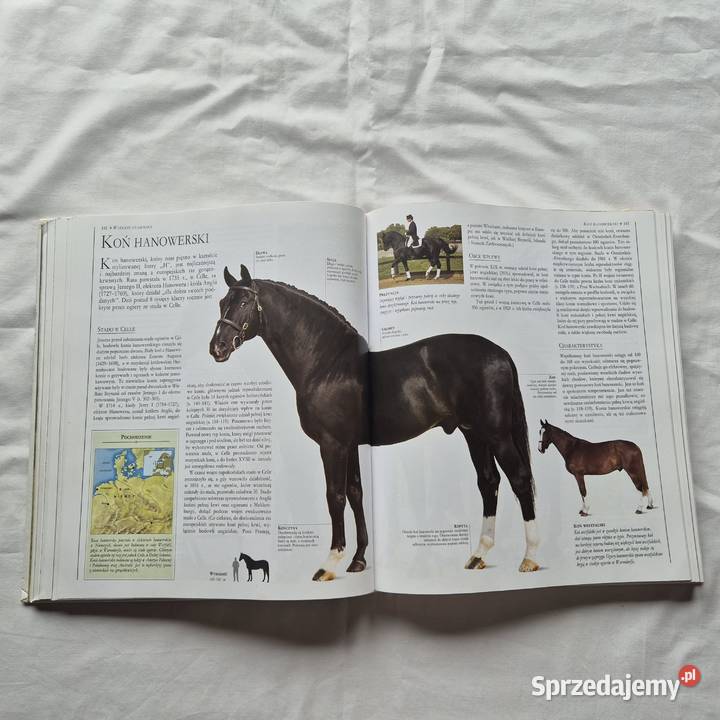 Wielka encyklopedia Konie małopolskie