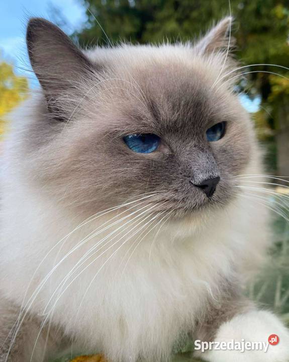 przepiękny kocurek ragdoll rodowód hodowla FPL Ragdoll Gorzów Wielkopolski sprzedam