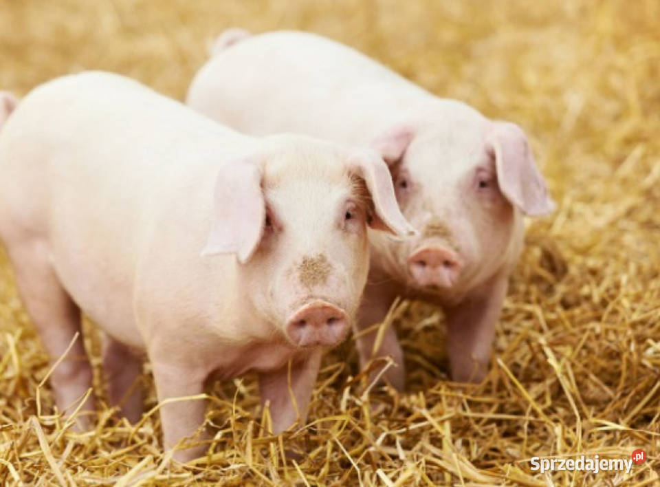 Prosięta warchlaki swój chuf Radom