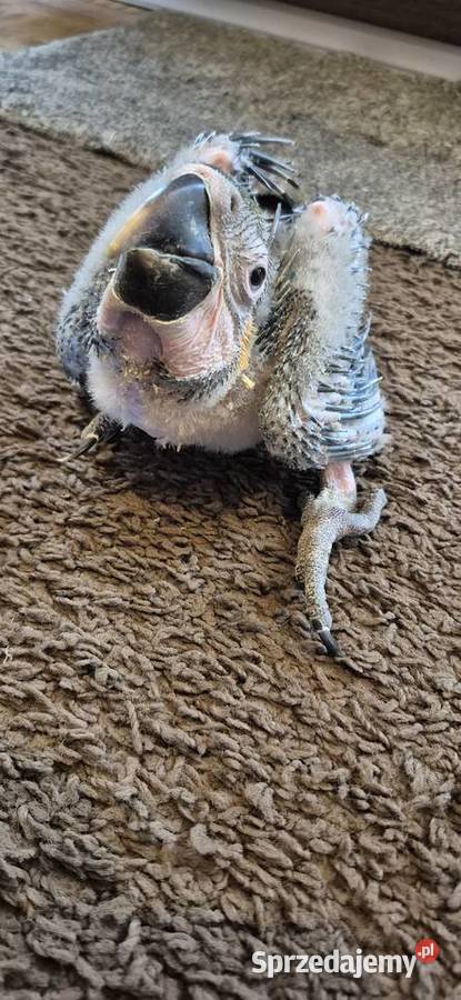 Are araraune sprzedam do dalszego rk