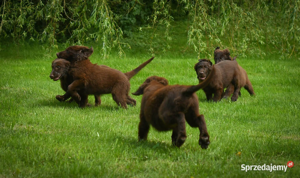 FlatCoated Retriever czekoladowe suczki ZKwP FCI Tarnów