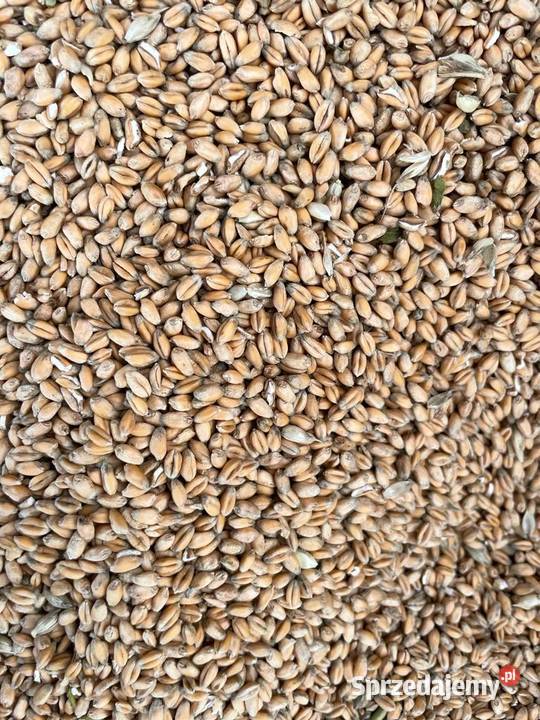 Pszenica ekologiczna 2022