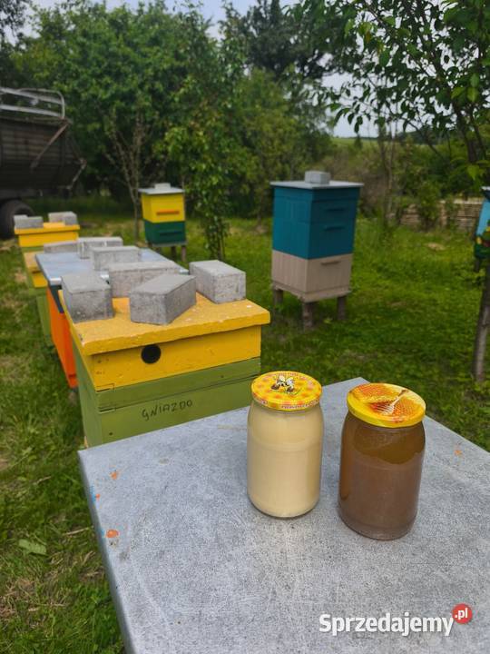 Miód z własnej pasieki Jawornik Ruski