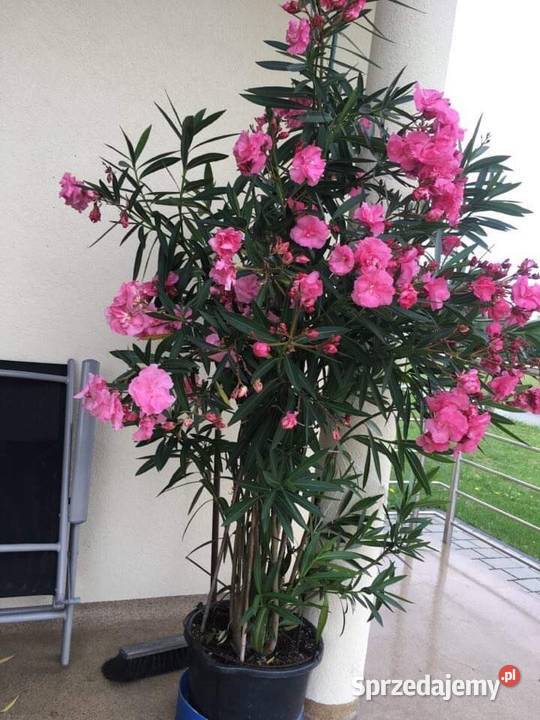 Oleander sadzonki kolor bananowy Skawina sprzedam