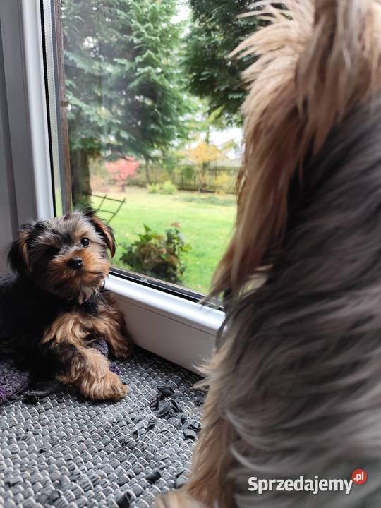 Yorkshire Terrier Zwierzęta
