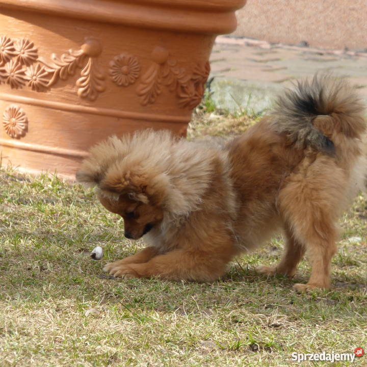 Szpic miniaturowy Pomeranian FCI suczka Szpic miniaturowy sprzedam