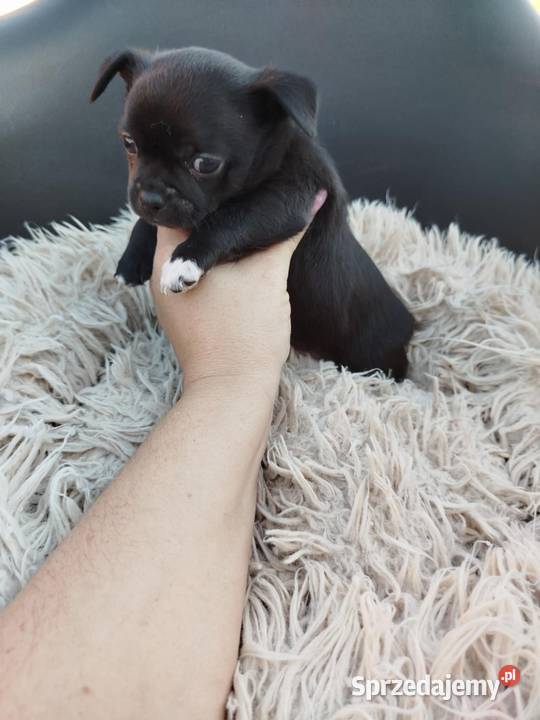 Piesek chihuahua Warszawy gotowe do zmiany domu
