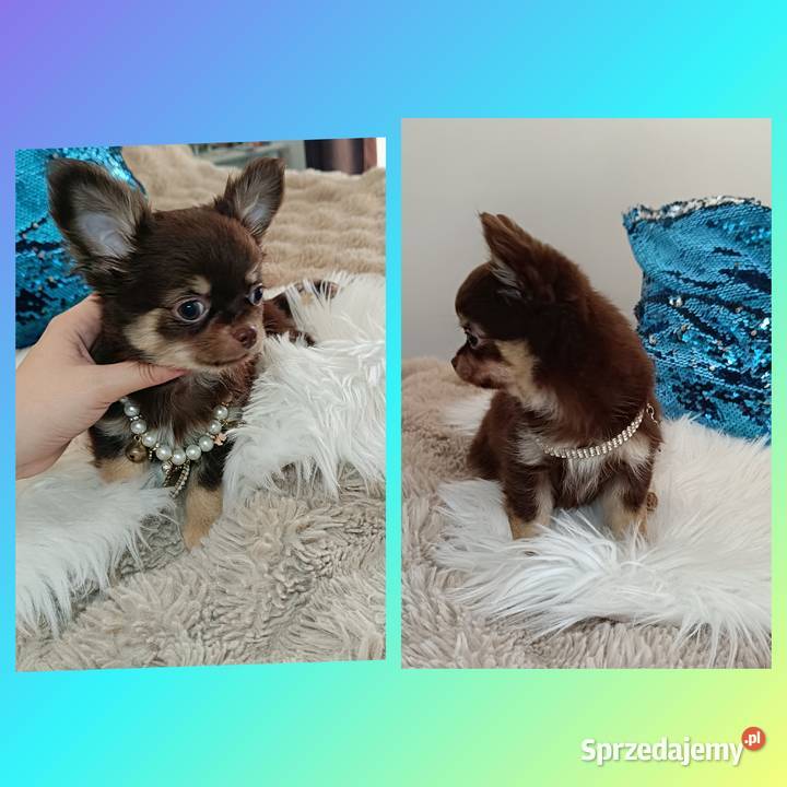 Chihuahua suczka czekoladowa długowłosa piękna Chihuahua Warszawa