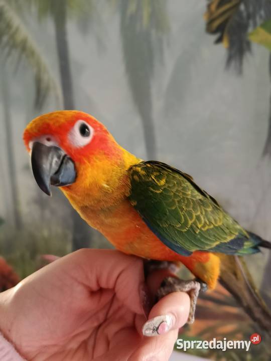 Papuga konura słoneczna ręcznie karmiona Miastko