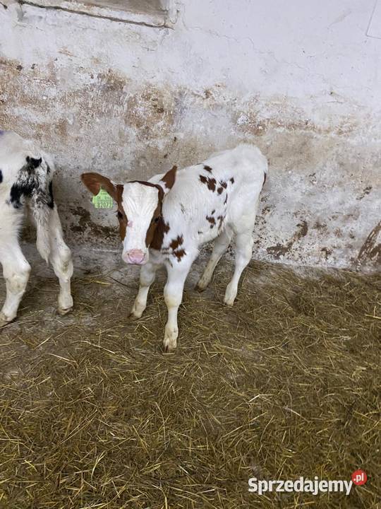 Byczki mm ncb budżetowe lubelskie Kraśnik