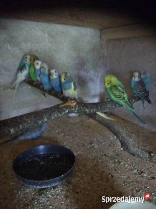 Nimfy białogłowe śląskie Rybnik