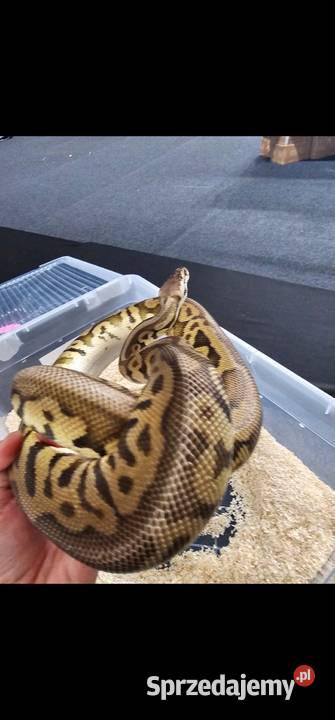 Pyton królewski dorosla samica leopard pastel Stargard