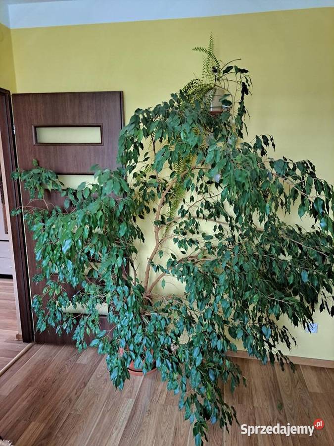 Fikus beniamin sprzedam