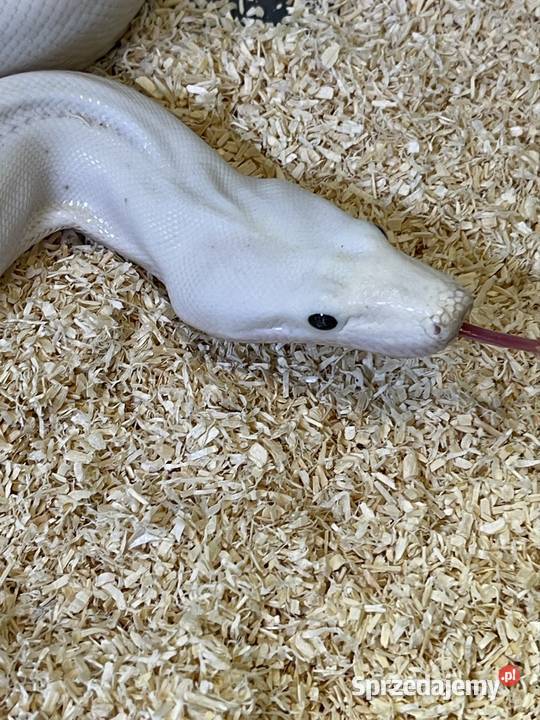 Boa Super Fire śląskie Siemianowice Śląskie