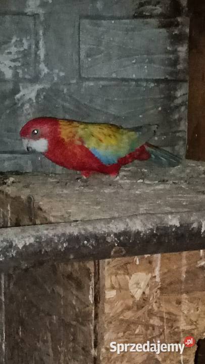 Rozella białolica Rybnik