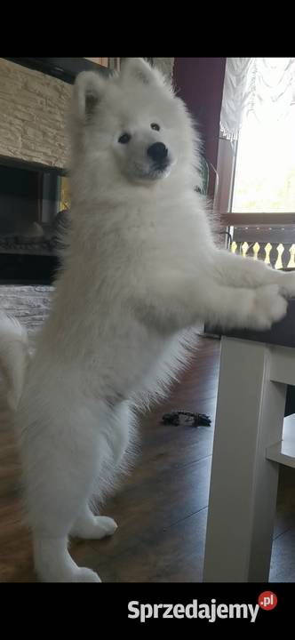 Samojed Samojedy FCI Pozostałe Stryszawa