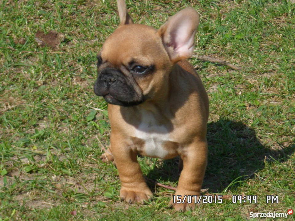 Buldog Francuski rodowód FCI ZKwP Świdnik
