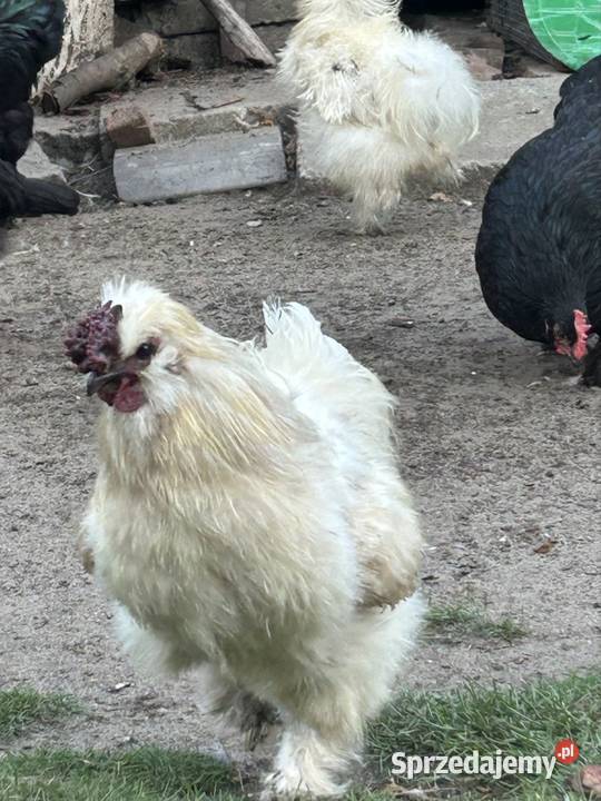 Koguty małopolskie Rzezawa